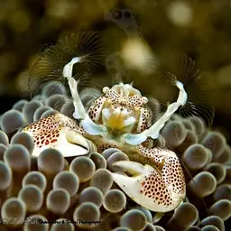 Porcelain Anemone Crab, photo 2