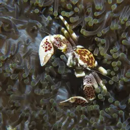 Porcelain Anemone Crab, photo 3