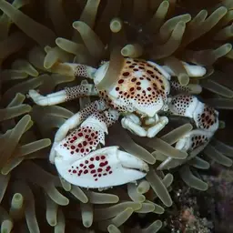 Porcelain Anemone Crab, photo 4