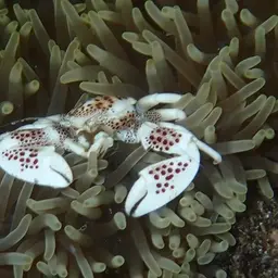 Porcelain Anemone Crab, photo 5
