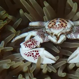 Porcelain Anemone Crab, photo 6
