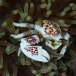 Porcelain Anemone Crab, photo 7
