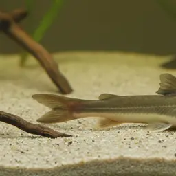 Shortfin Tandan, photo 1