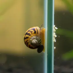 Nerite Snail