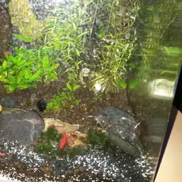 Nerite Snail, photo 2