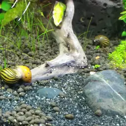 Nerite Snail, photo 3