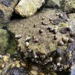 Olive Nerite Snail, photo 2