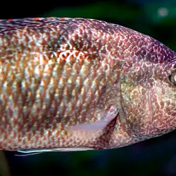 Elephant-nose Cichlid