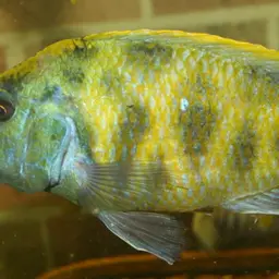 Giraffe Cichlid