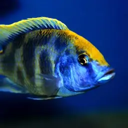 Giraffe Cichlid, photo 3