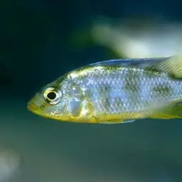 Giraffe Cichlid, photo 4