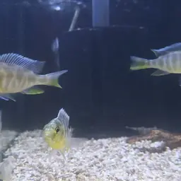 Giraffe Cichlid, photo 5