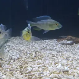 Giraffe Cichlid, photo 6