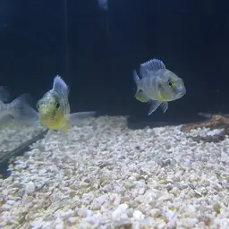 Giraffe Cichlid, photo 7