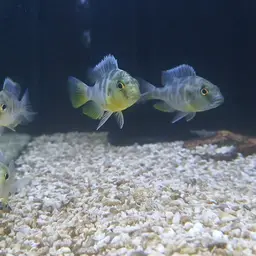 Giraffe Cichlid, photo 8