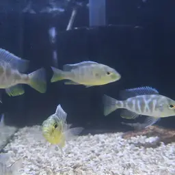 Giraffe Cichlid, photo 9