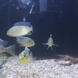 Giraffe Cichlid, photo 10