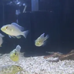 Giraffe Cichlid, photo 11