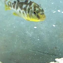 Giraffe Cichlid, photo 12