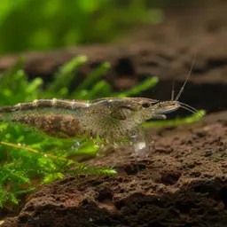 Ninja shrimp