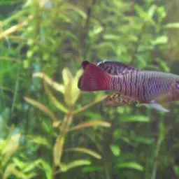 Redtail Notho