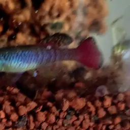 Redtail Notho, photo 2