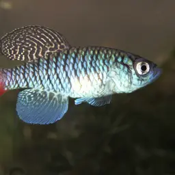 Blue Notho, photo 2