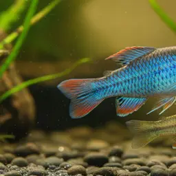 Blue Notho, photo 3