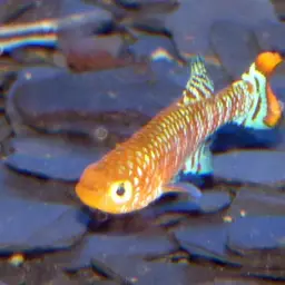 Bluefin Notho, photo 8