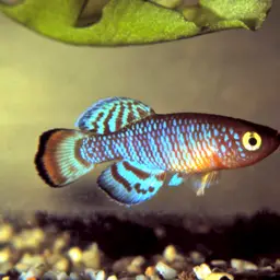 Bluefin Notho, photo 9
