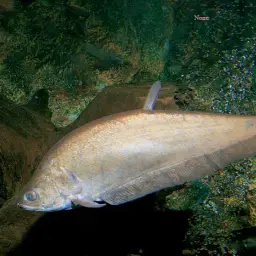 Grey Featherback, photo 1