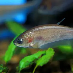 Grey Featherback, photo 2