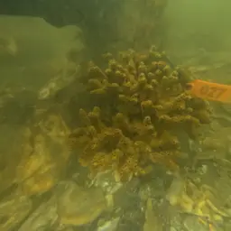 Compact Ivory Bush Coral, photo 1