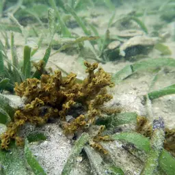 Eyed Coral, photo 1