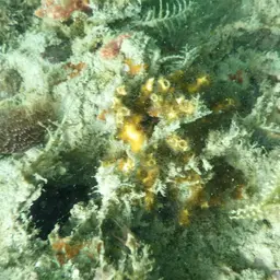 Eyed Coral, photo 2