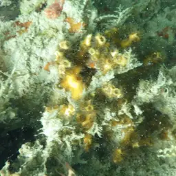 Eyed Coral, photo 3