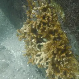 Eyed Coral, photo 4