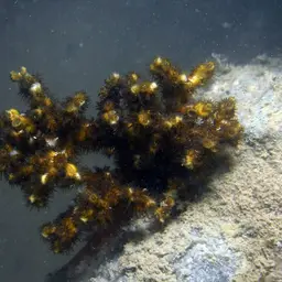 Eyed Coral, photo 5