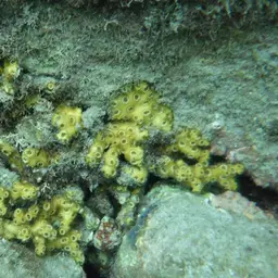 Eyed Coral, photo 6