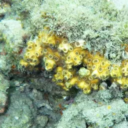 Eyed Coral, photo 7