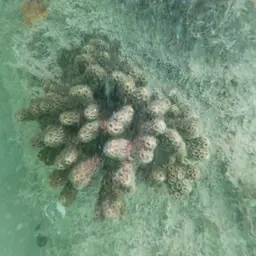 Robust Ivory Tree Coral, photo 2