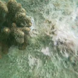 Robust Ivory Tree Coral, photo 3