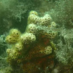 Robust Ivory Tree Coral, photo 4