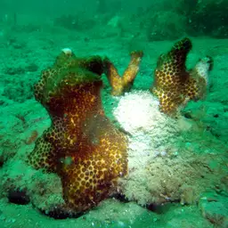 Robust Ivory Tree Coral, photo 1