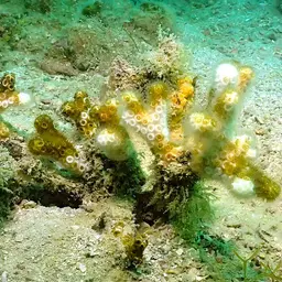 Robust Ivory Tree Coral, photo 5