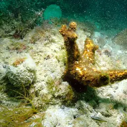 Robust Ivory Tree Coral, photo 6