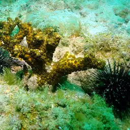 Robust Ivory Tree Coral, photo 7