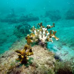 Robust Ivory Tree Coral, photo 8