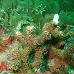 Robust Ivory Tree Coral, photo 9
