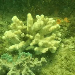 Robust Ivory Tree Coral, photo 10